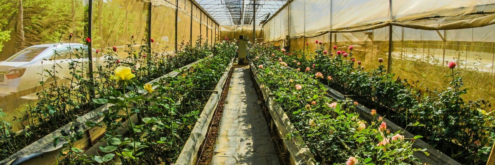 Beat the Heat! Tips for Protecting your Plants During a Heatwave