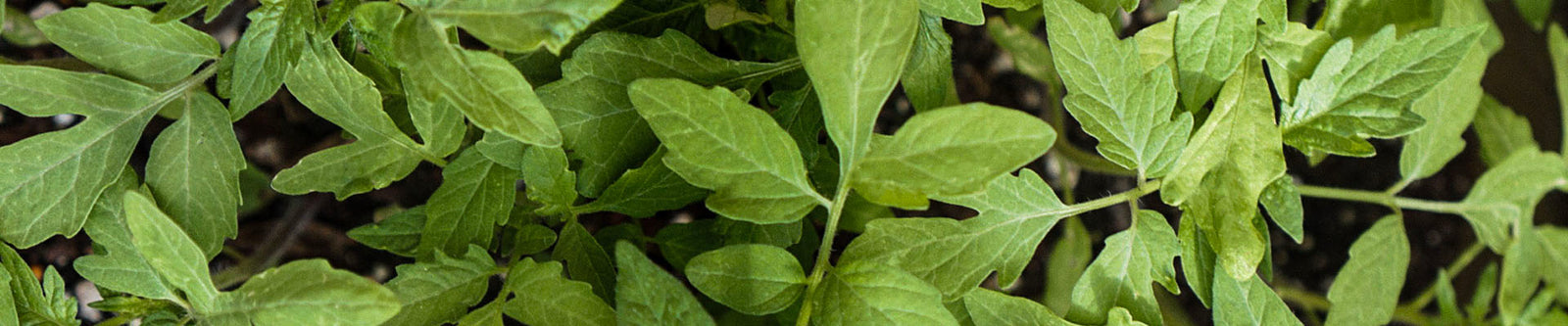 Get Set, Sow! Your Spring Seed-Starting Guide for a Dazzling Spring Garden