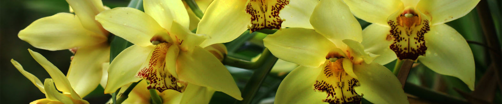 Top 5 Orchid Problems and How to Solve Them