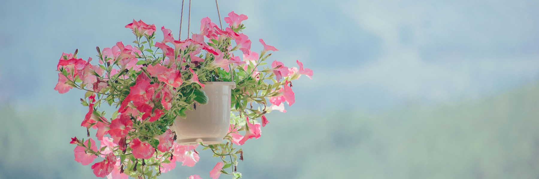 Ornamental Container Gardening: Creating Magic on Your Patio!
