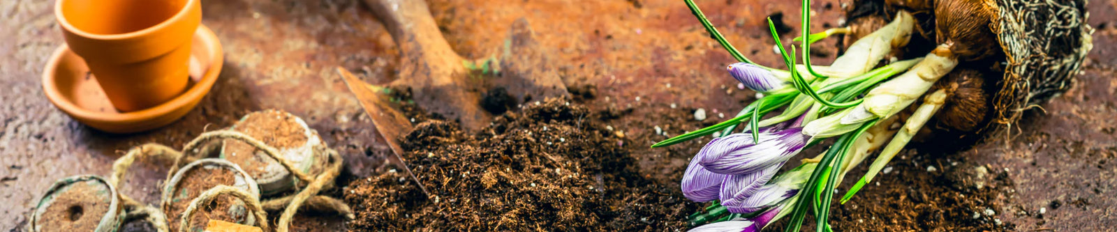 flowers being transplanted