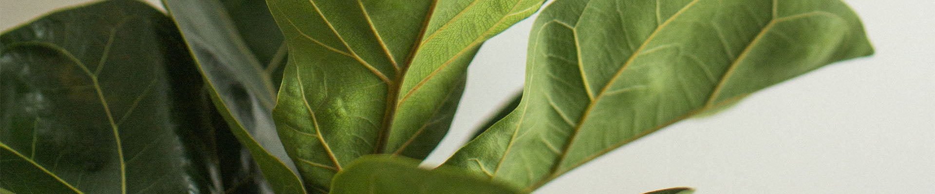The Ultimate Guide to Fiddle Leaf Fig Care: Tips, Tricks, and Green-Thumbed Wisdom