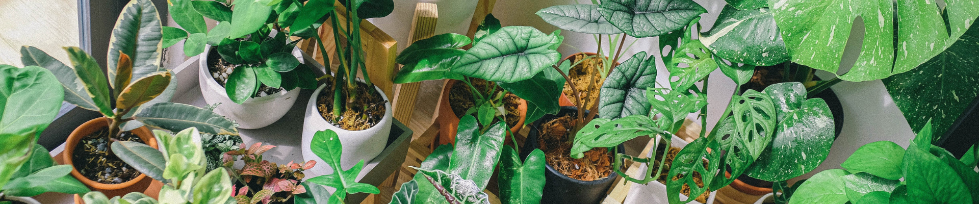 Winter is Here! A Guide to Nurturing Your Houseplants Through The Cozy, Chilly Months