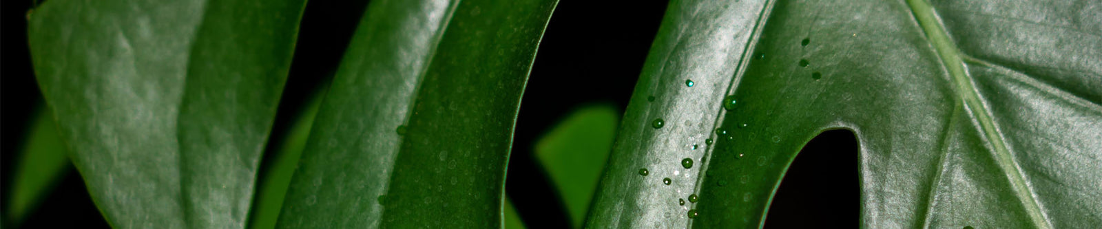 Monstera Care: Unveiling the Mystery of the Swiss Cheese Plant