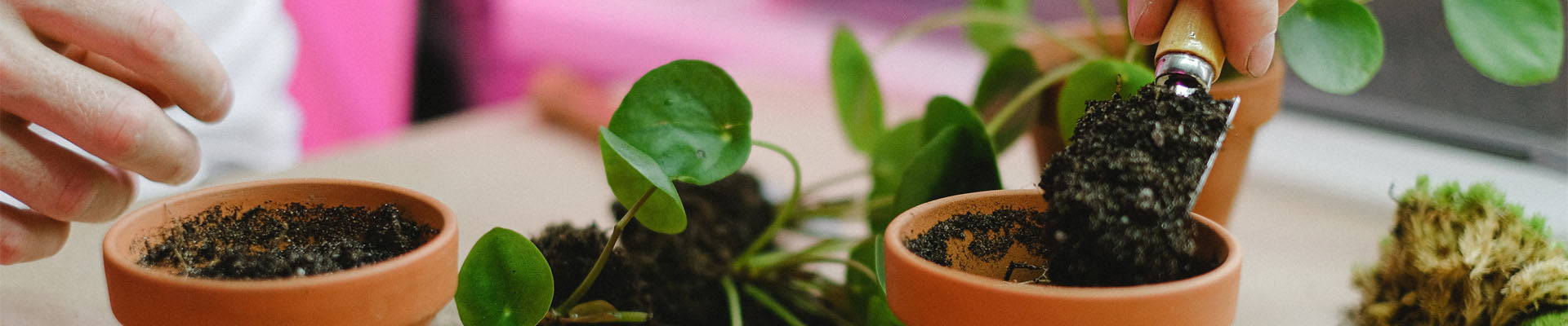 Optimize the Health of Your Houseplants: Repotting Tips for Fall and Spring