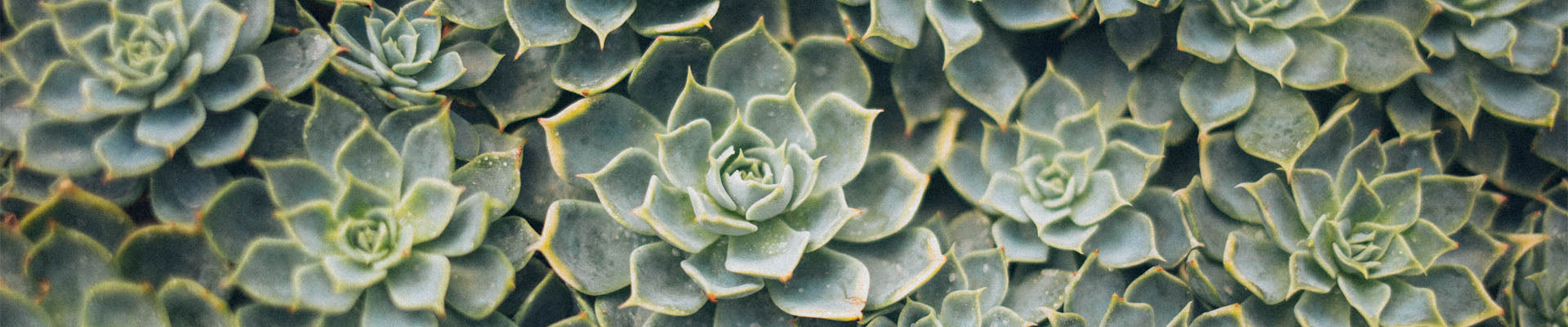 The Resilient World of Succulents and Cacti: Lessons in Healing, Symbiosis, and Conservation