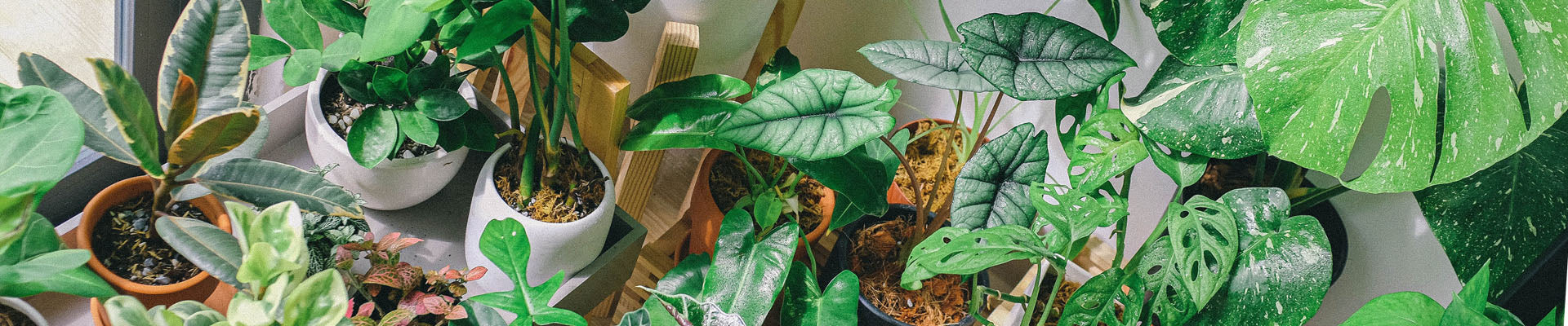 Tropical Houseplant Care: Top Issues and Solutions