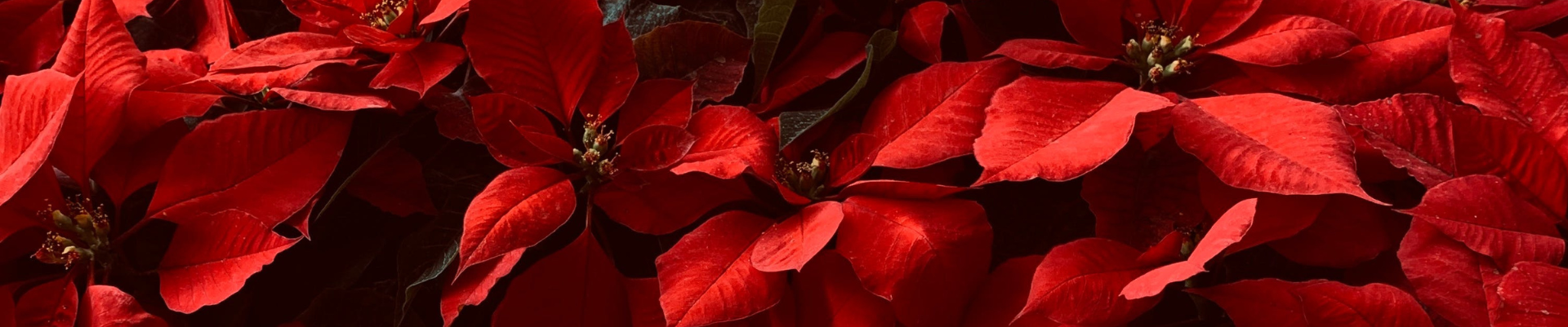 Deck the Halls with Greenery: A Holly Jolly Guide to Holiday Plant Care