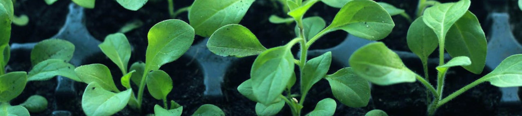 The Joy of Seed Saving: Cultivating Tomorrow from Today’s Harvest