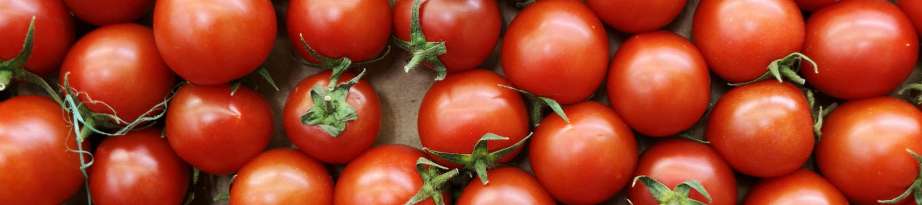 The Ultimate Guide to Harvesting, Storing, and Enjoying Your Homegrown Tomatoes