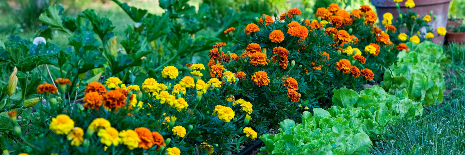 The Love, Plants Guide to Companion Planting: Cultivating Harmony in Your Garden