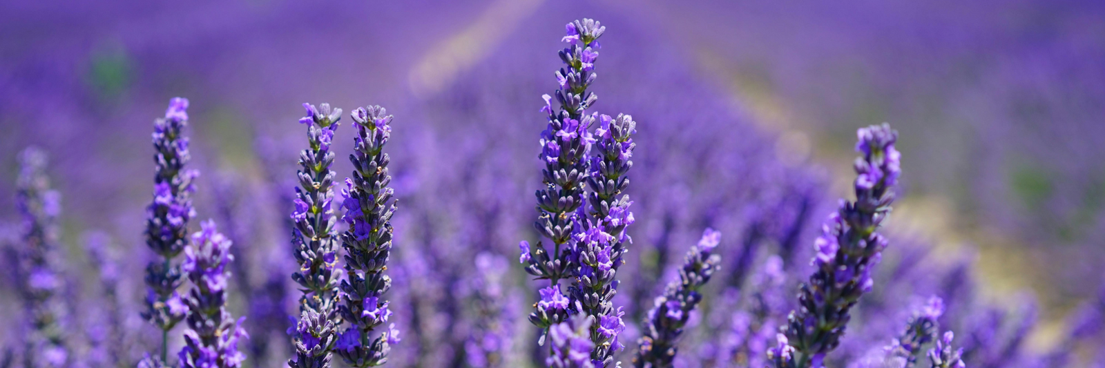 Buzz Off, Mosquitoes! How to Plant Your Backyard to Keep Those Pesky Pests Away