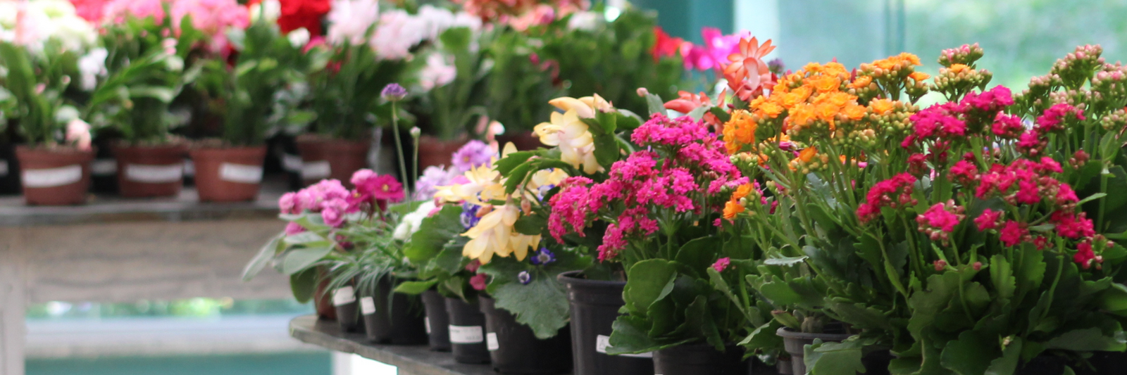 Why You Should Skip Big Box Stores for Veggie Starts: A Garden Center Tale