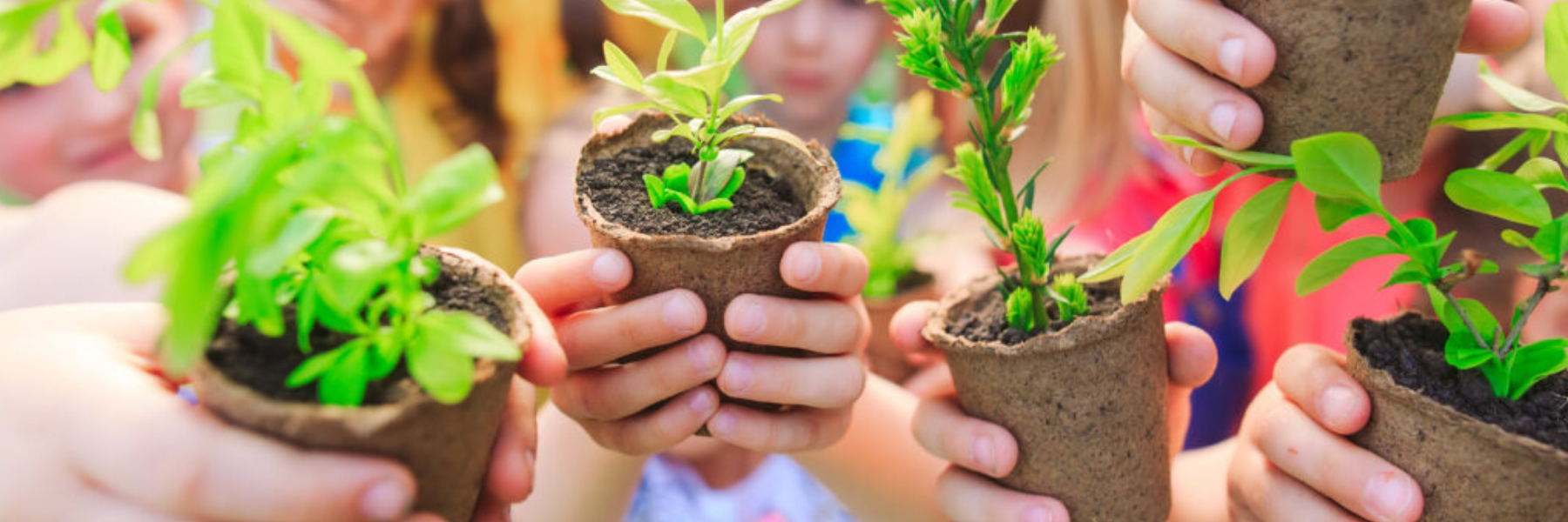 Cultivating Curiosity: Gardening with Kids