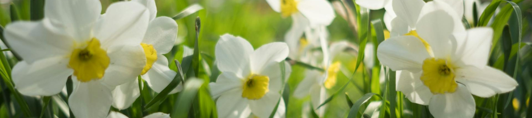 Get Ready for Spring: A Fun Guide to Fall Bulb Planting!