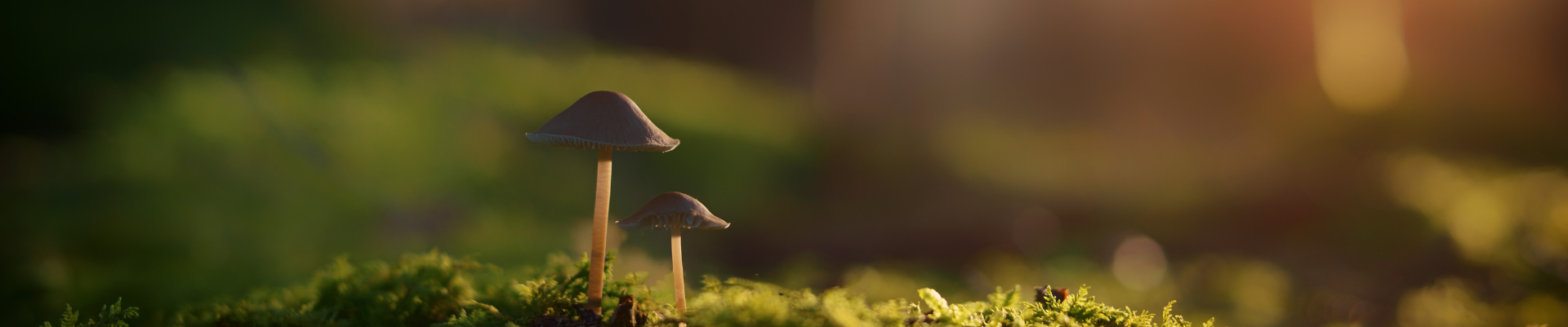 Mushroom growing in moss