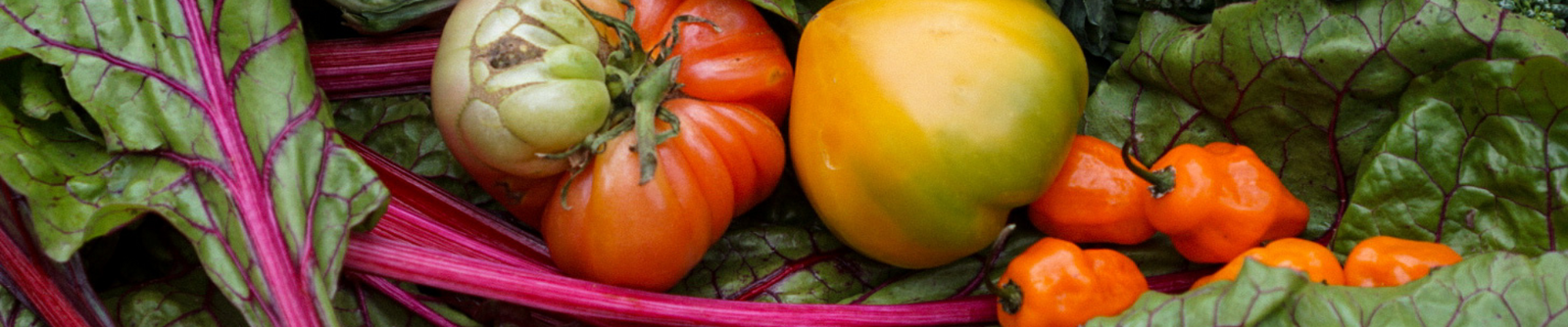 Garden Fertilizers and Soil Supplements