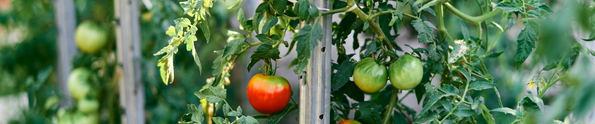 tomatoes on vine