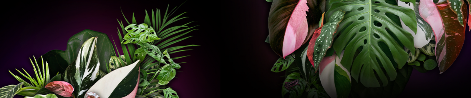 Houseplant Care Kits