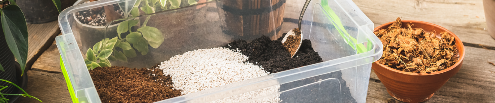 Houseplant Repotting