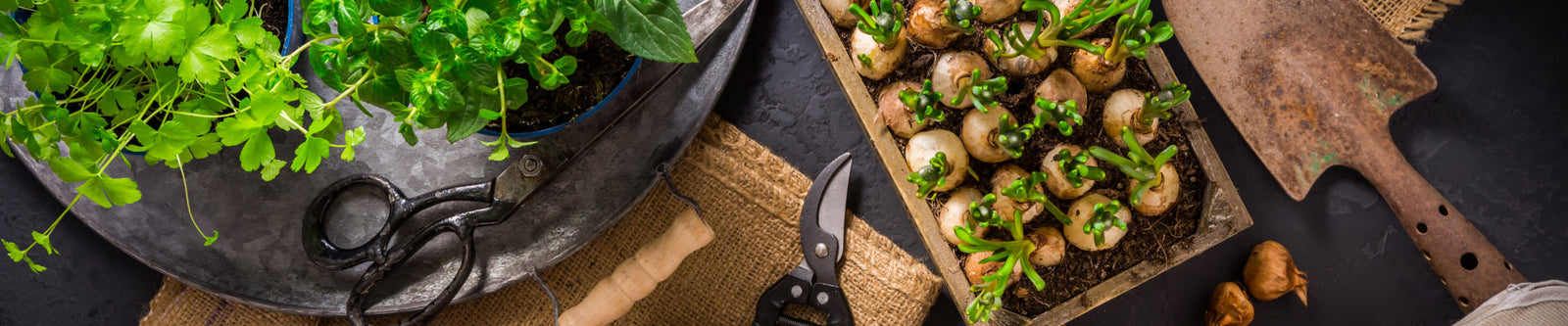 banner of herbs small plant starts on countertop