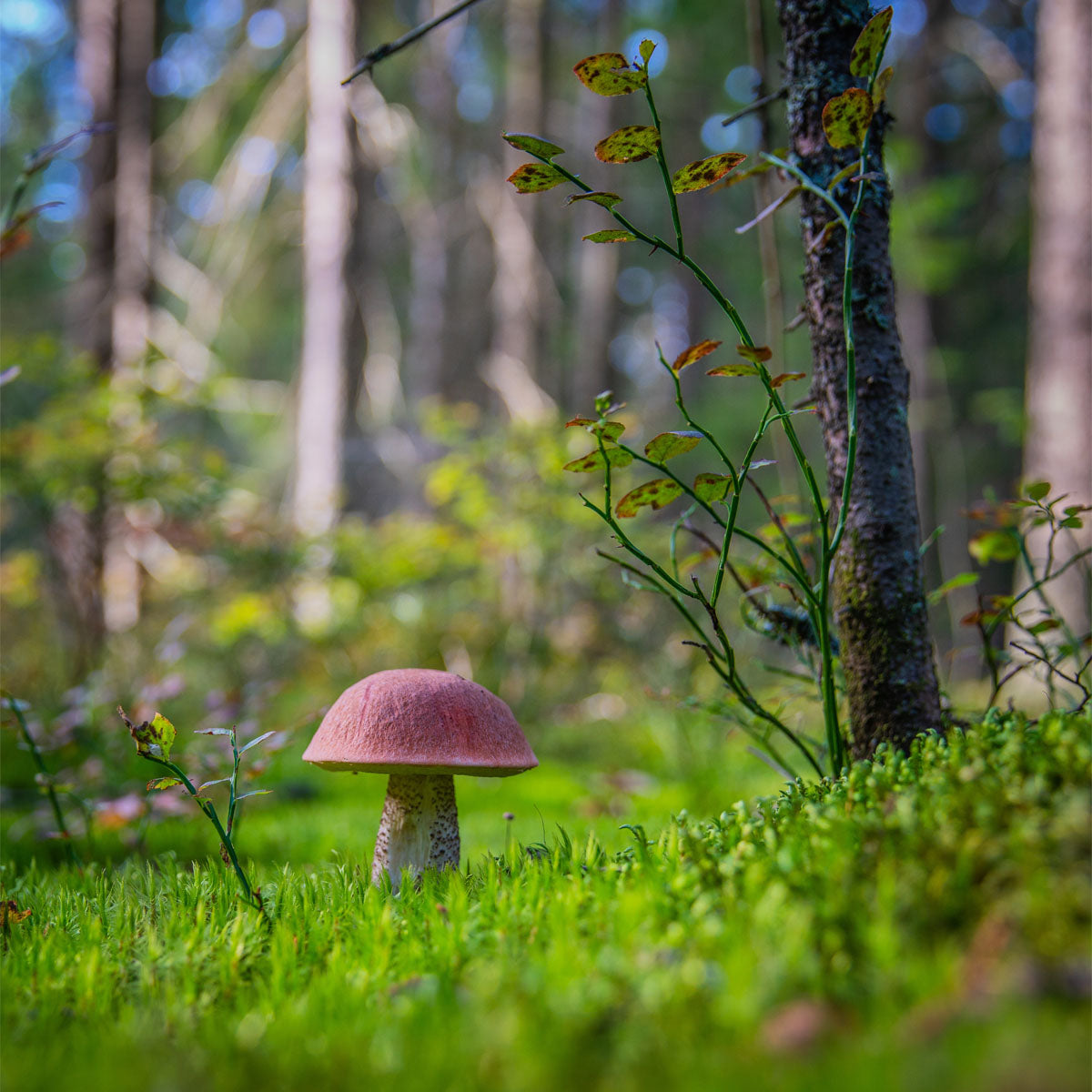 Mushroom growing in moss