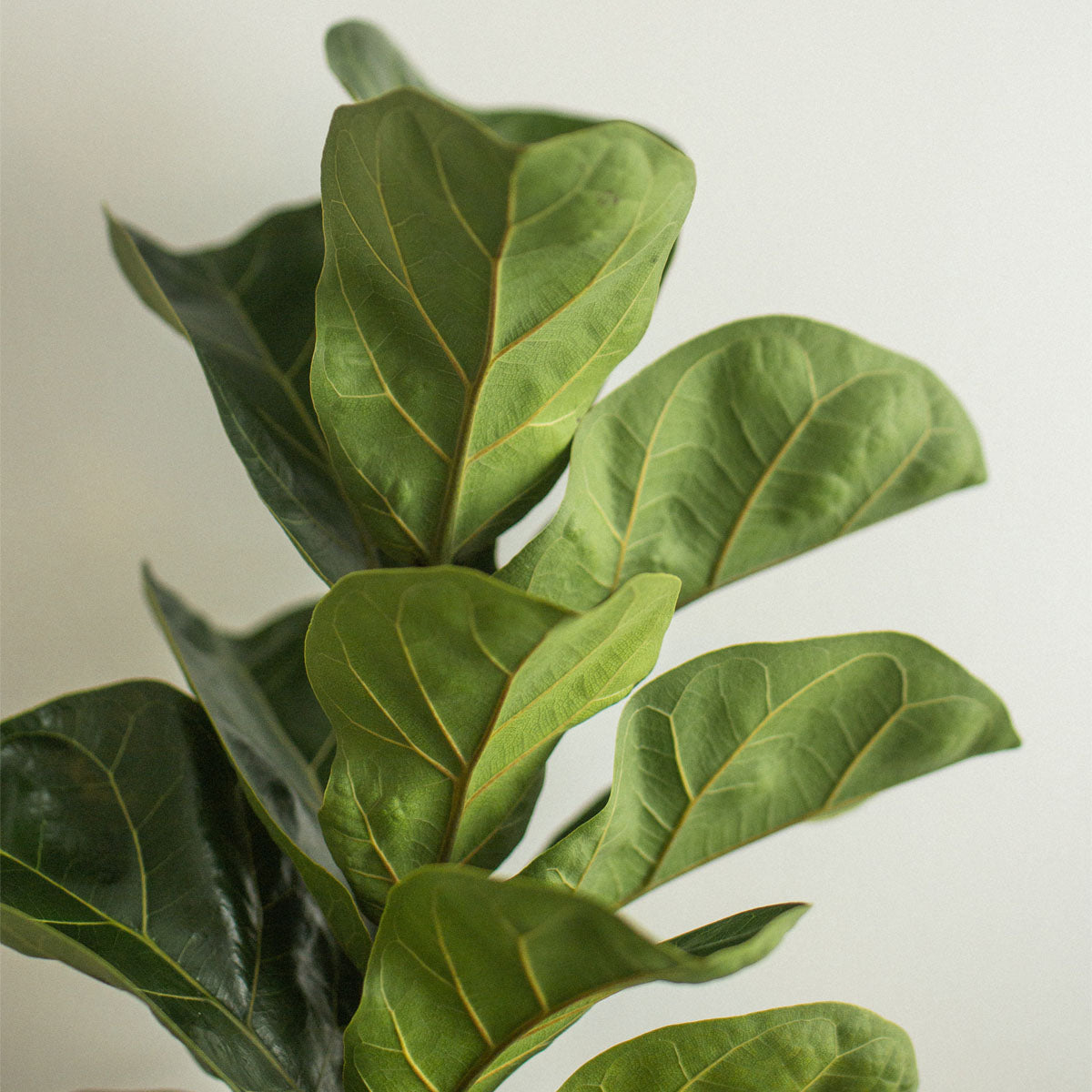 The Ultimate Guide to Fiddle Leaf Fig Care: Tips, Tricks, and Green-Thumbed Wisdom