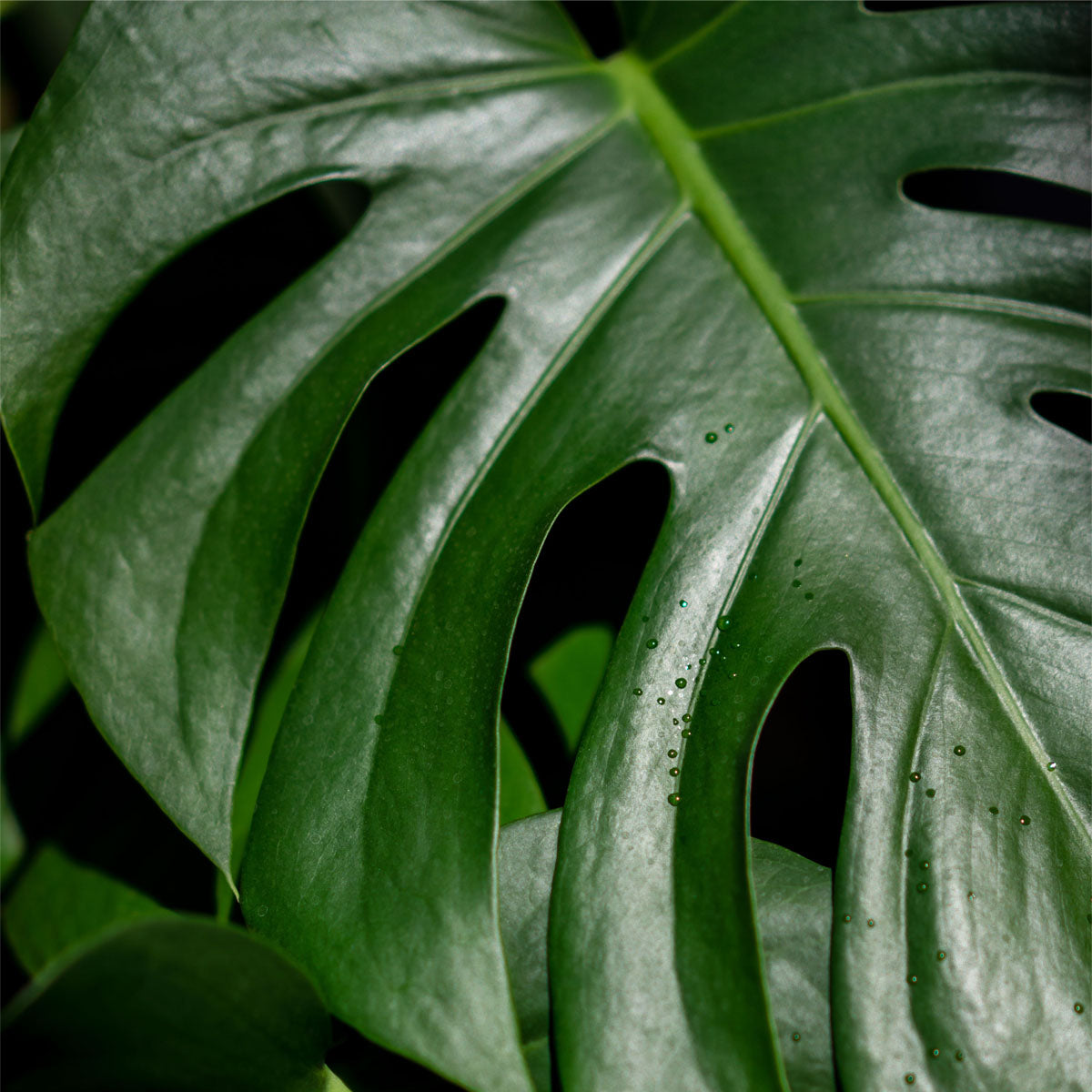 Monstera Care: Unveiling the Mystery of the Swiss Cheese Plant