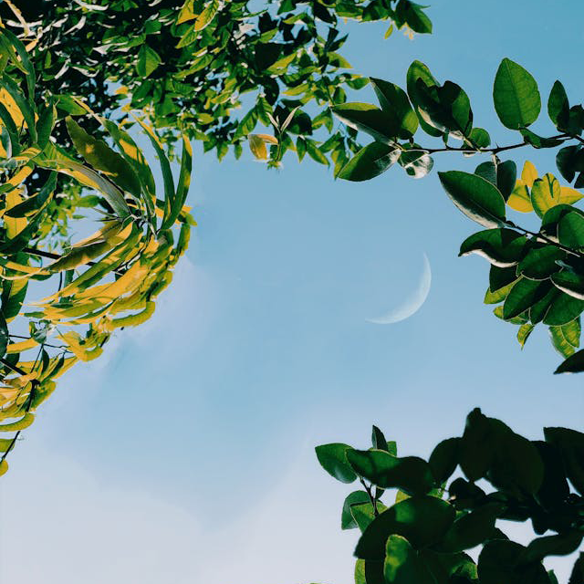 Moon Gardening: Harnessing Lunar Cycles for a Thriving Garden