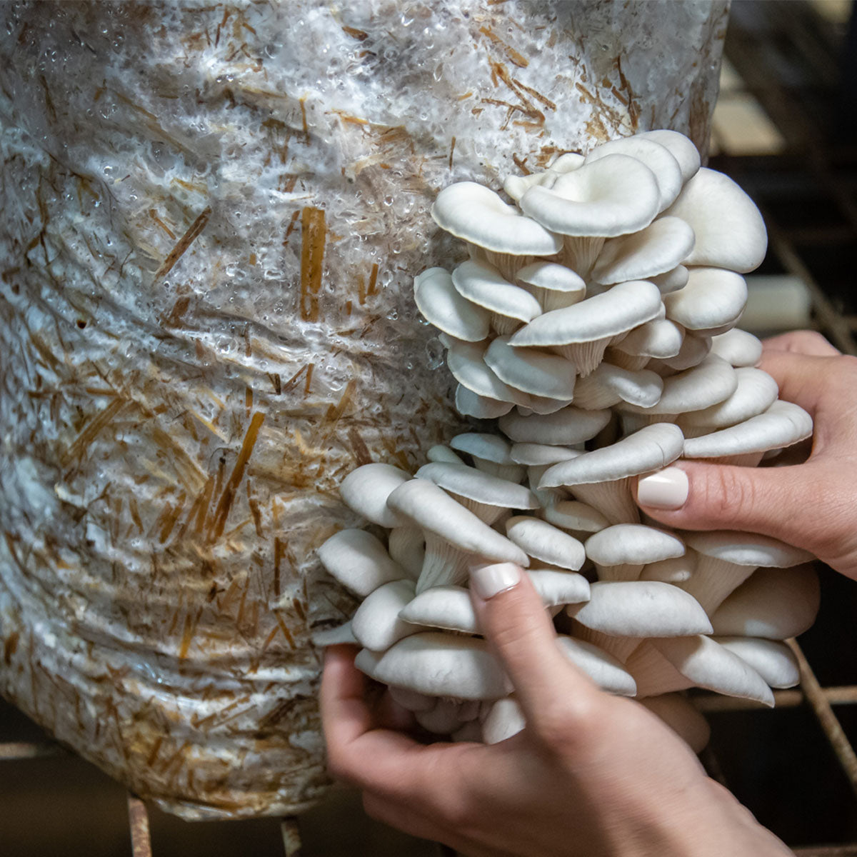 Unleashing the Magic: The Incredible Power of Spent Mushroom Compost in Your Garden