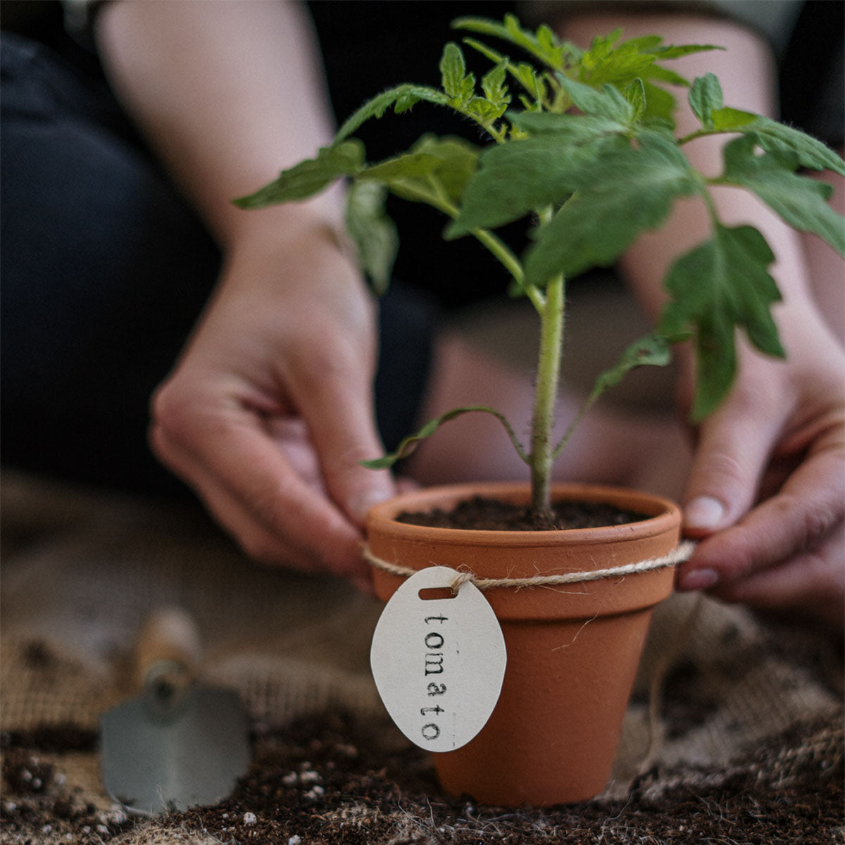 trowel in garden soil 
