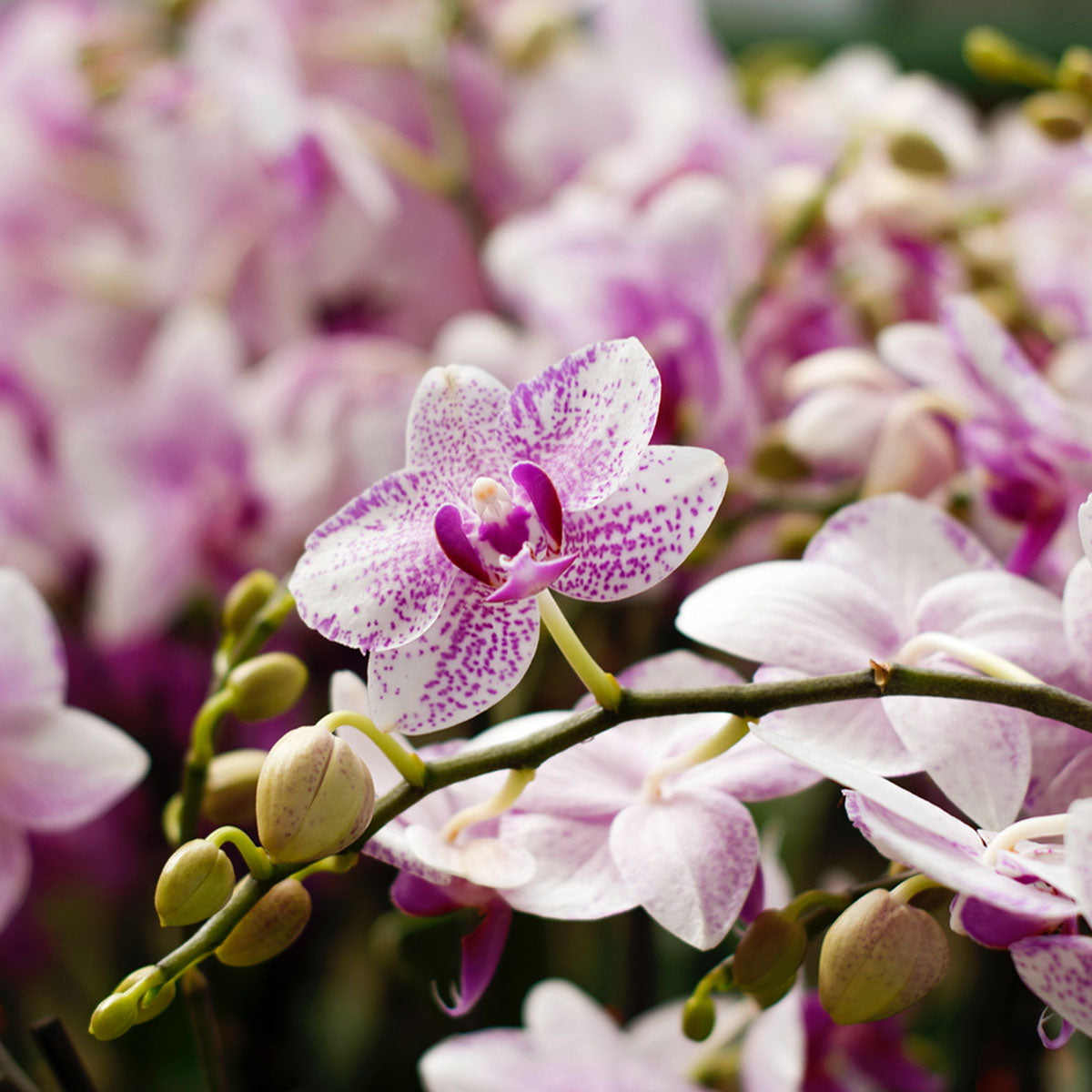 Top 5 Orchid Problems and How to Solve Them