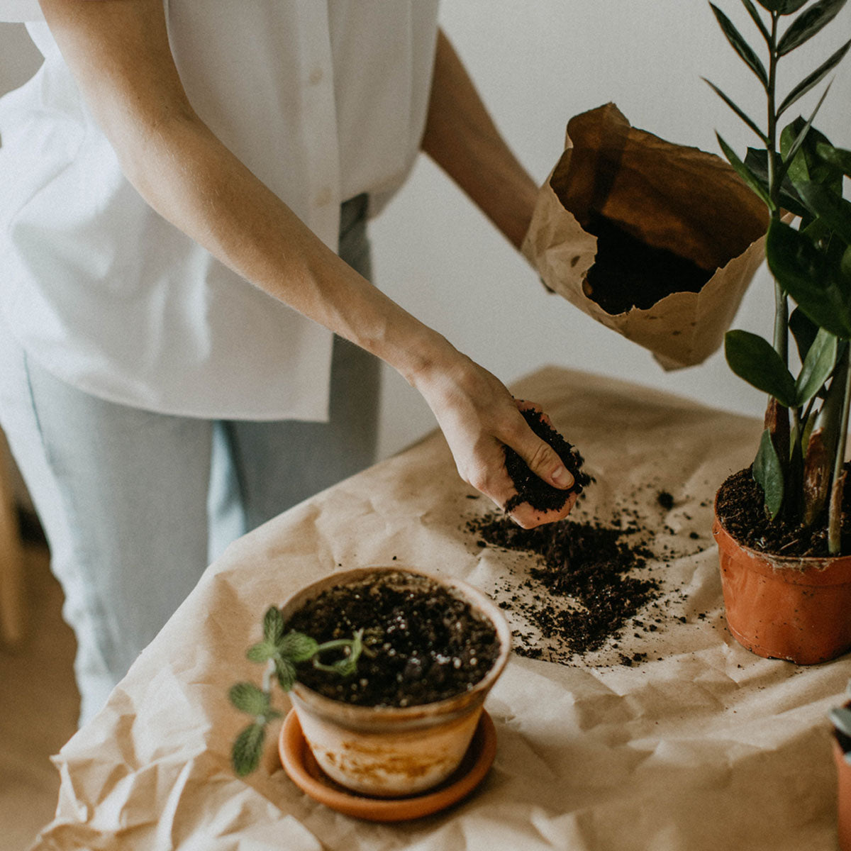 Optimize the Health of Your Houseplants: Repotting Tips for Fall and Spring