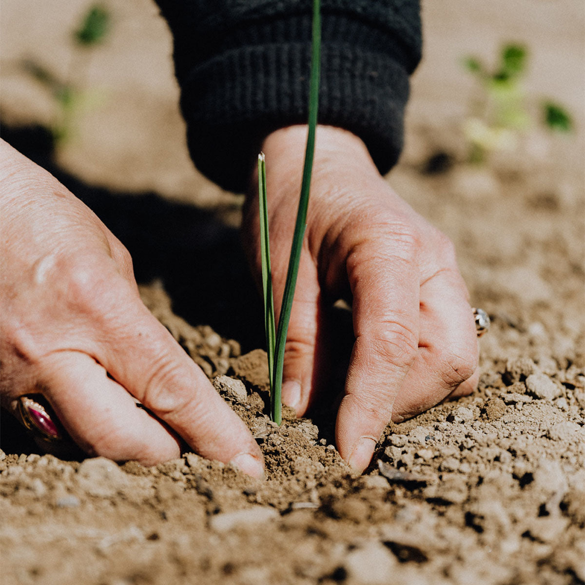 Trowel in garden soil