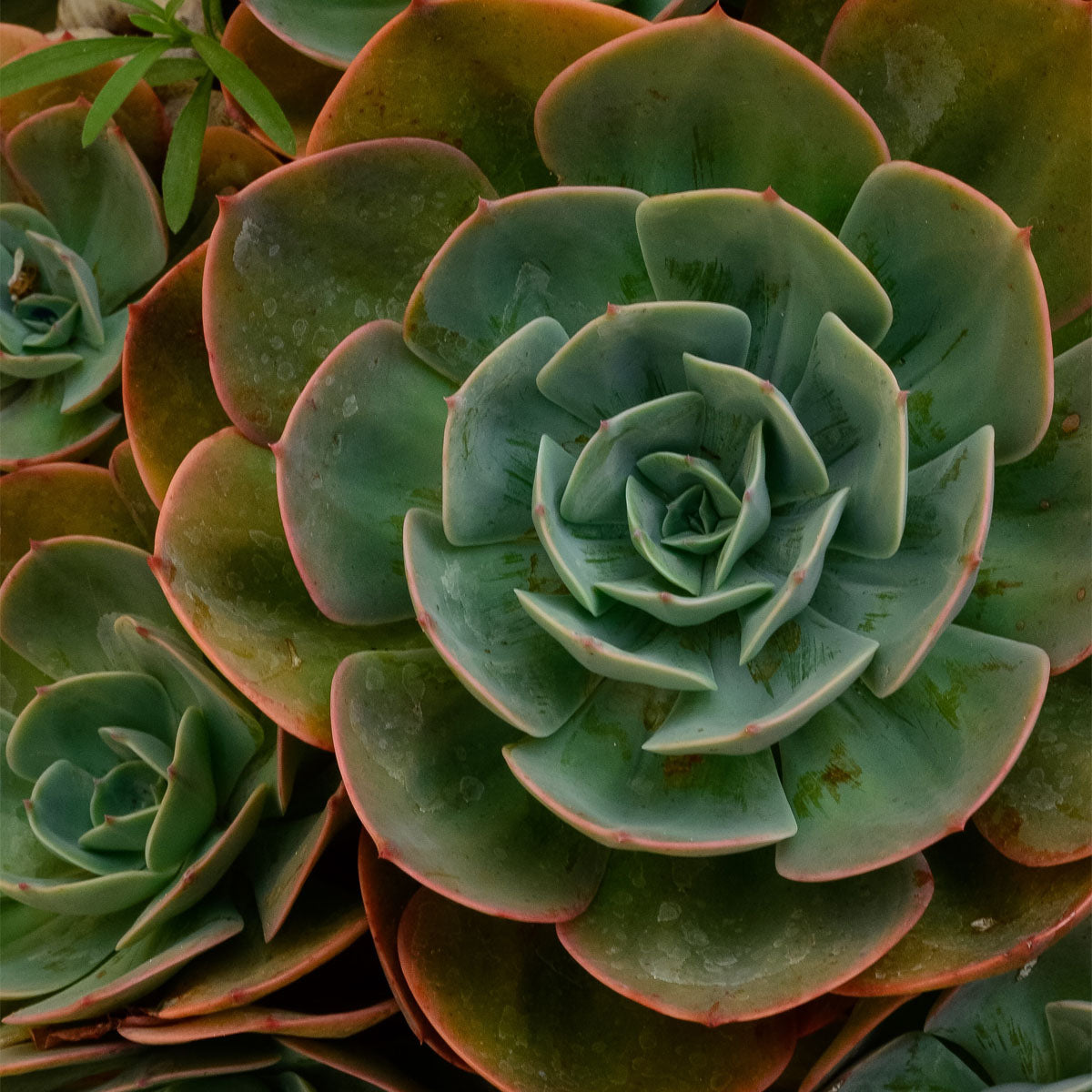 The Resilient World of Succulents and Cacti: Lessons in Healing, Symbiosis, and Conservation