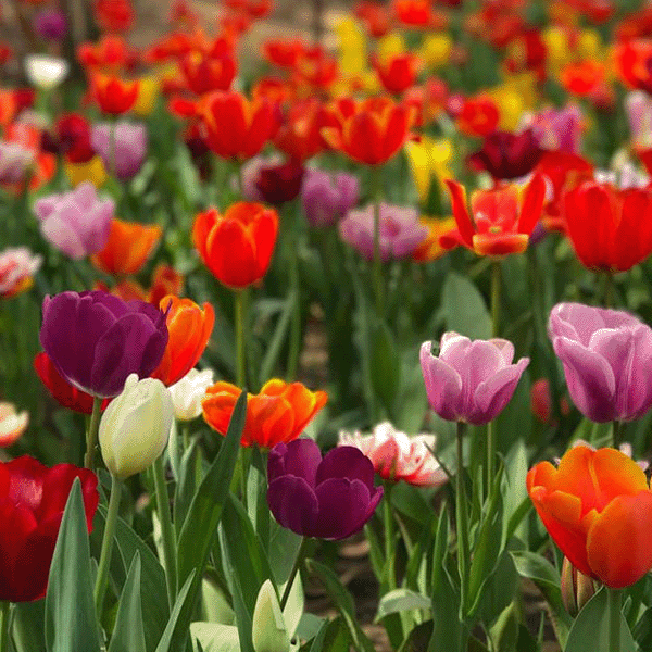 Get Ready for Spring: A Fun Guide to Fall Bulb Planting!