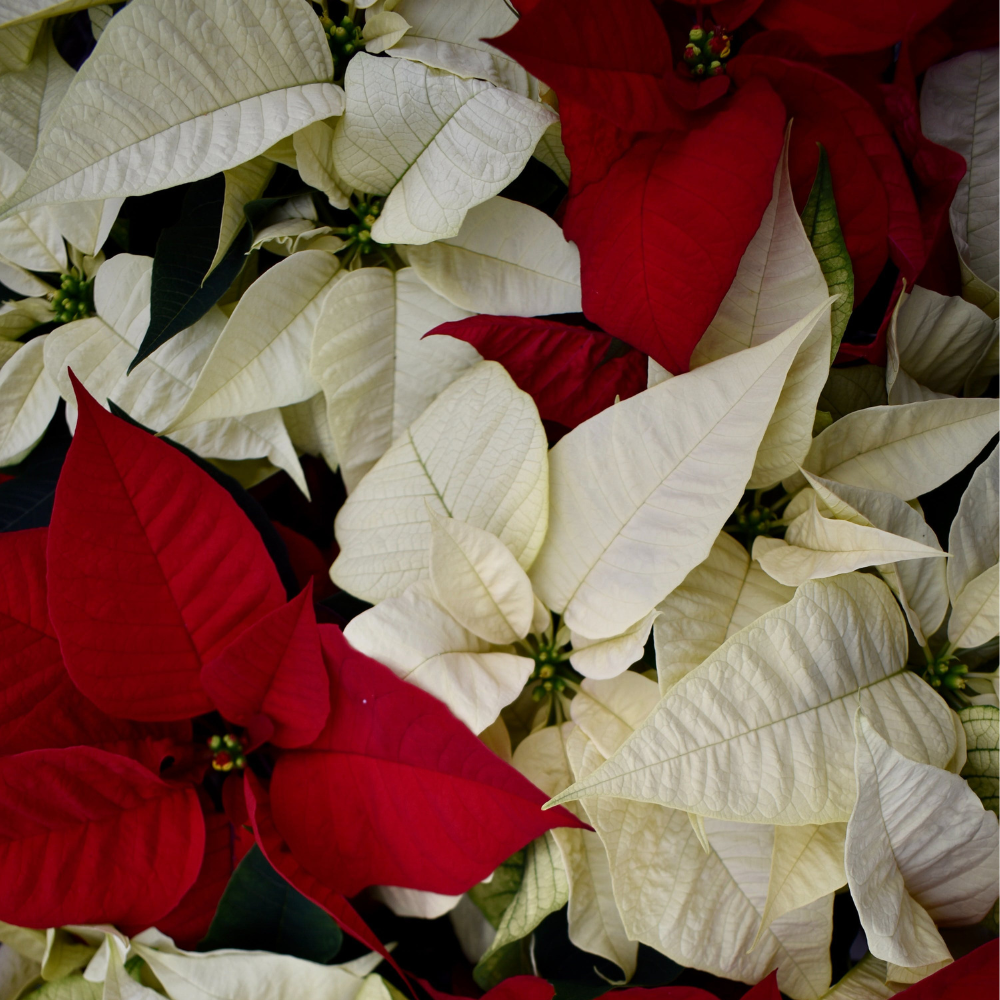 Deck the Halls with Greenery: A Holly Jolly Guide to Holiday Plant Care