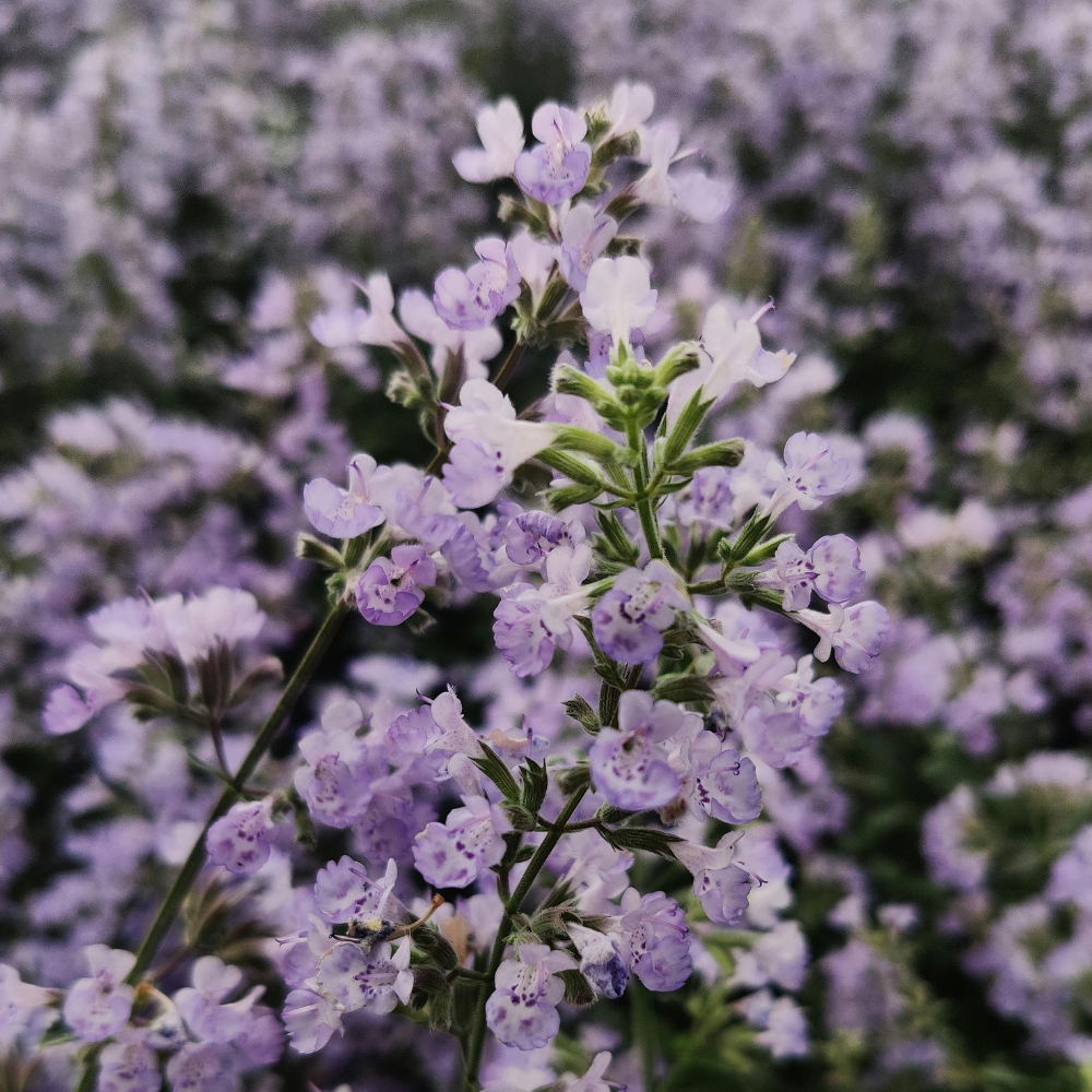 Buzz Off, Mosquitoes! How to Plant Your Backyard to Keep Those Pesky Pests Away