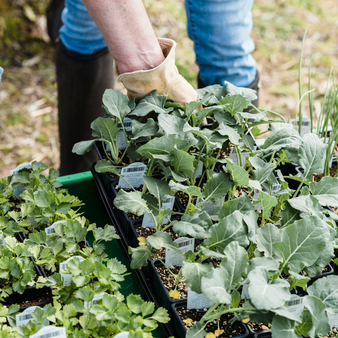 Neverending Harvest: A Guide to Planning a Successional Garden