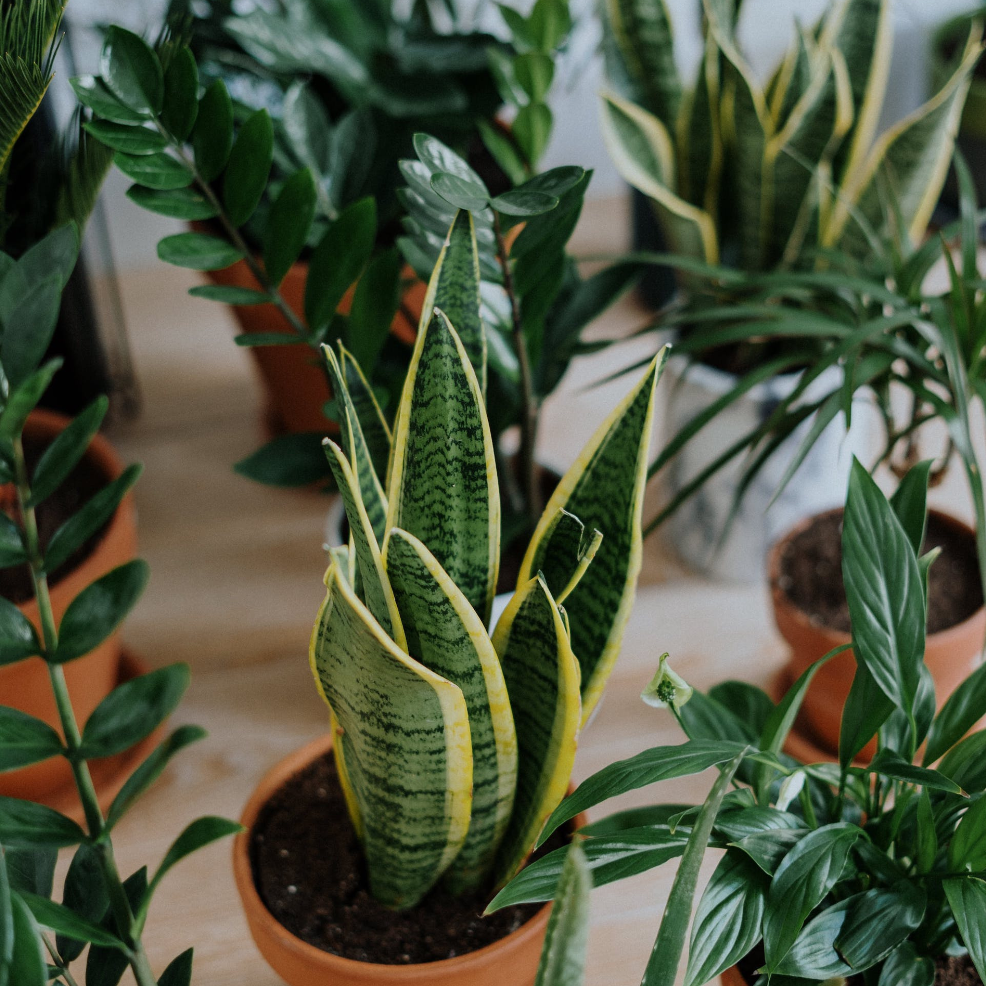 Winter is Here! A Guide to Nurturing Your Houseplants Through The Cozy, Chilly Months