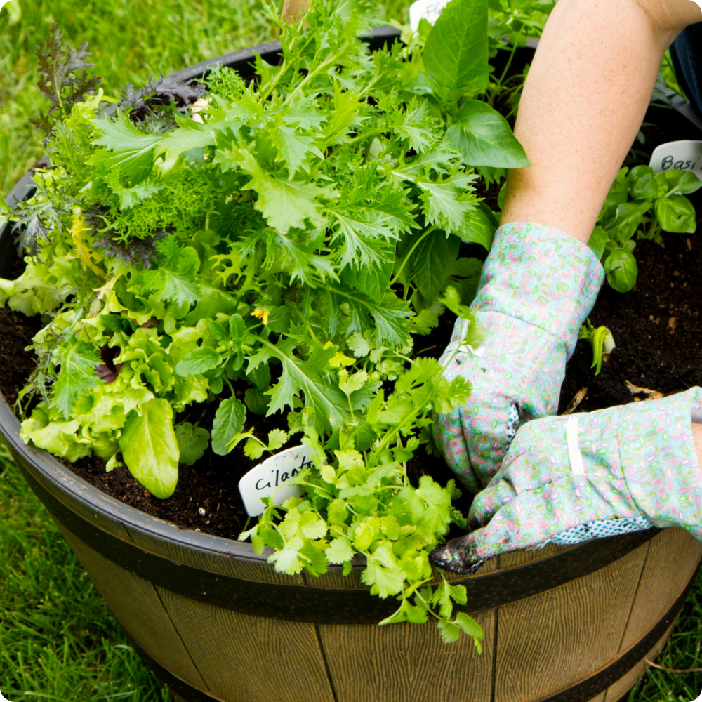 From Pots to Plates: Growing Your Edible Container Garden
