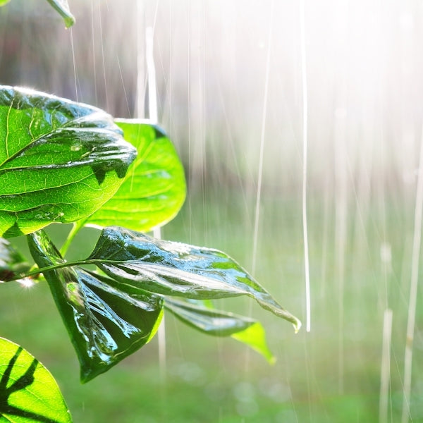 Top 10 Tips to Protect Your Garden from the Elements