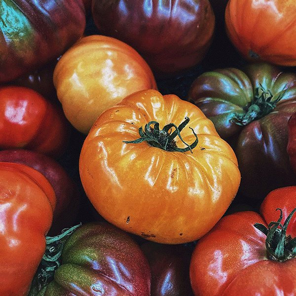 The Ultimate Guide to Harvesting, Storing, and Enjoying Your Homegrown Tomatoes