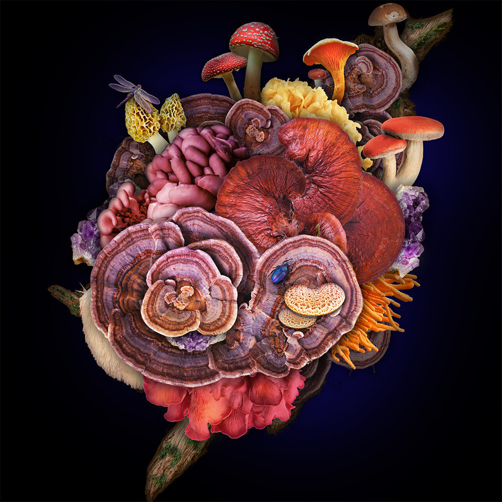 Compilation of mushrooms on black background