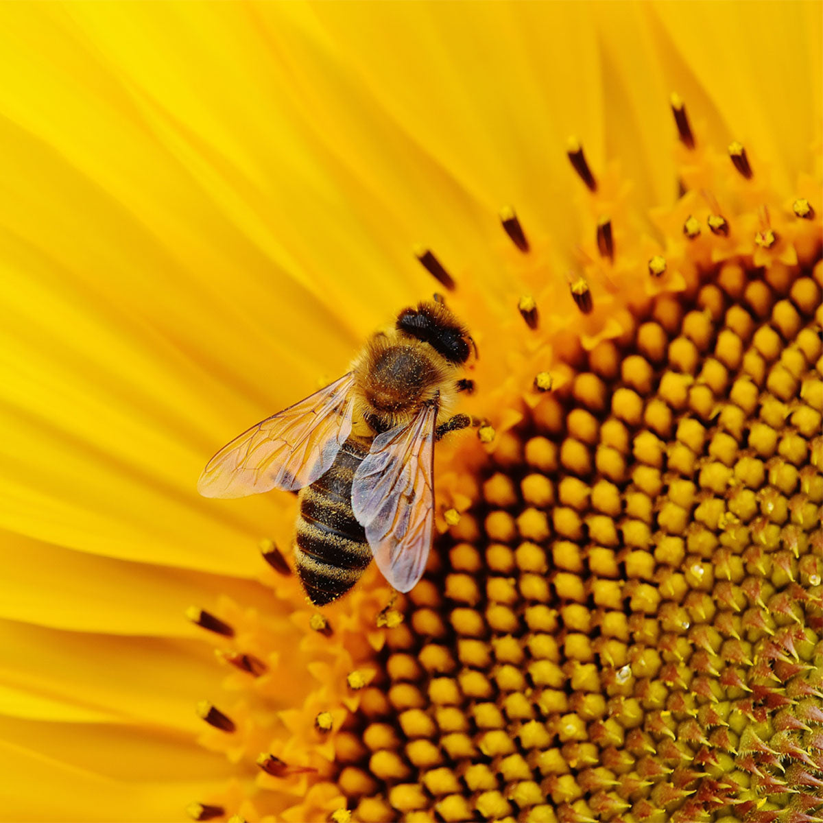 flowers being transplanted
