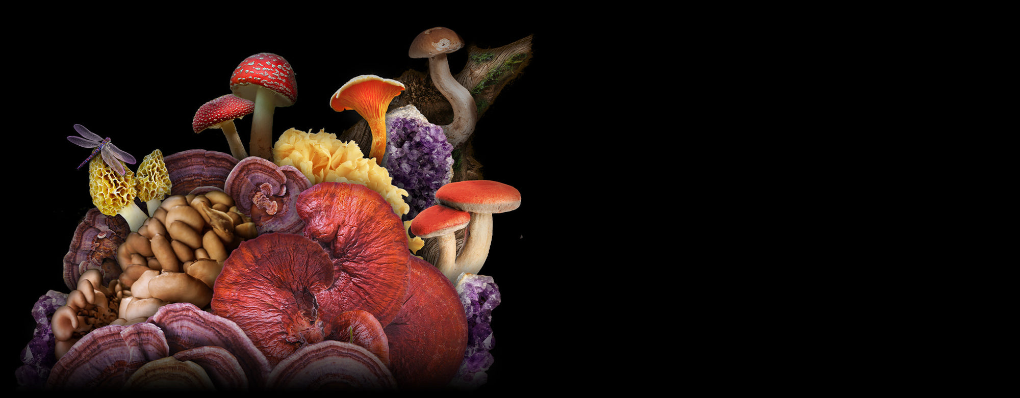 Compilation of mushrooms on black background