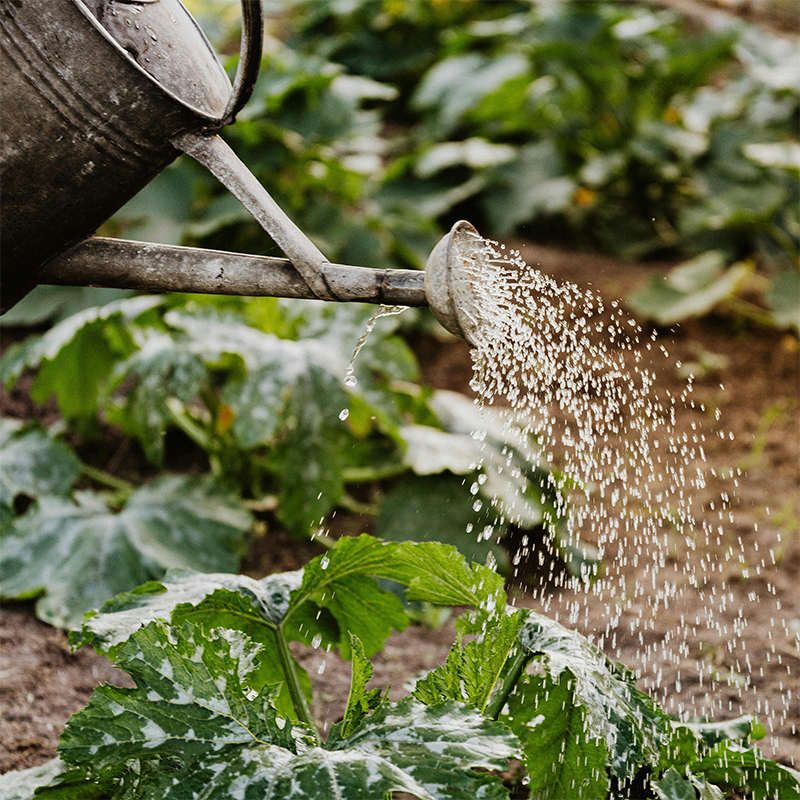 Beat the Heat! Tips for Protecting your Plants During a Heatwave