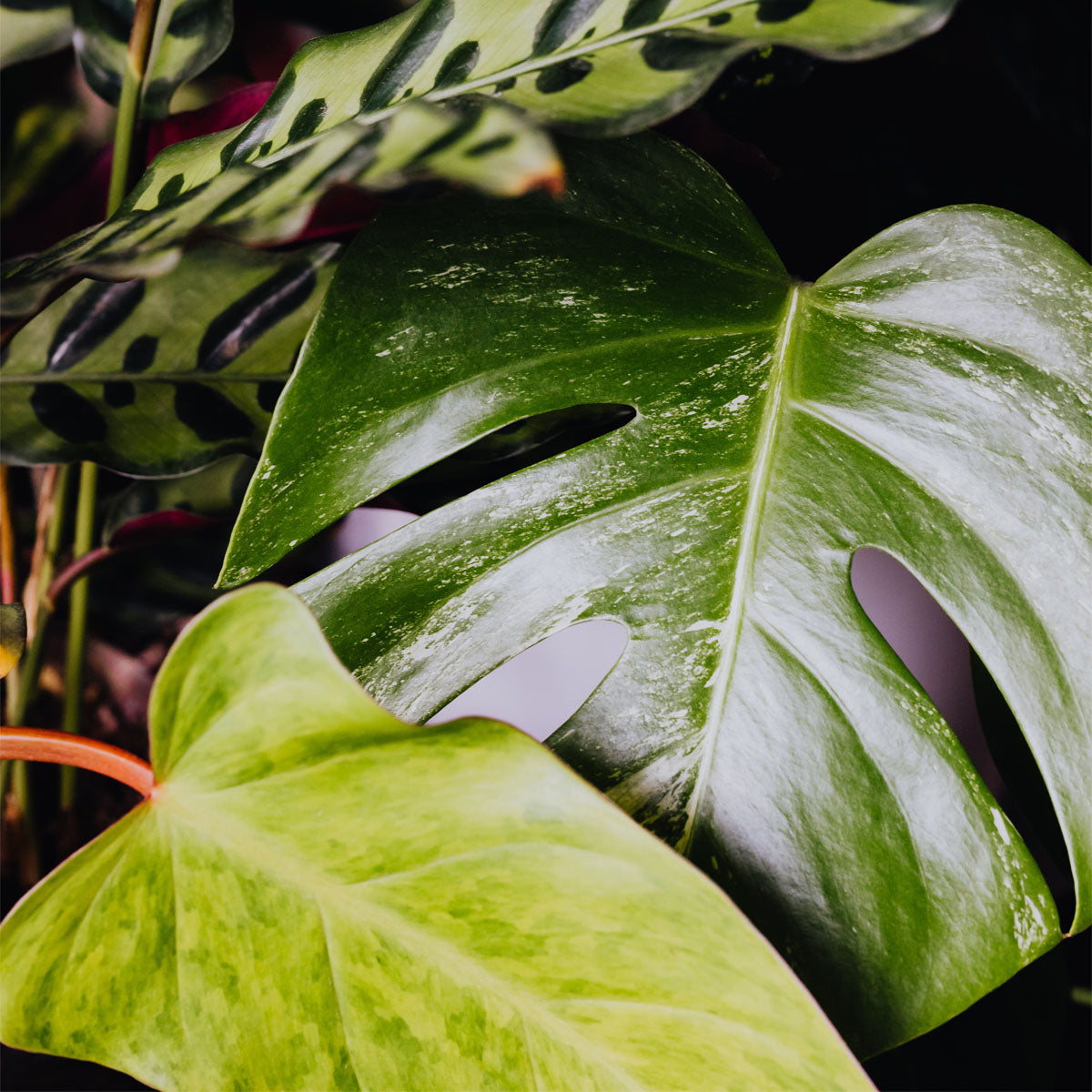 Tropical Houseplant Care: Top Issues and Solutions
